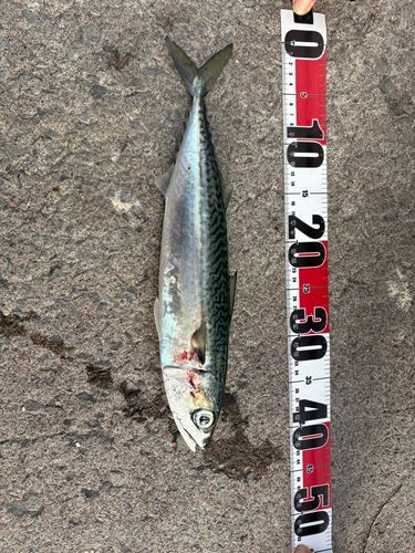 サバの釣果