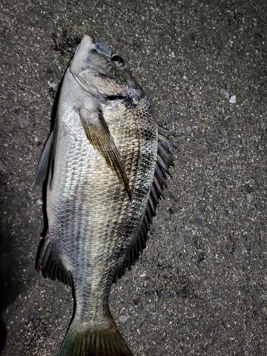 チヌの釣果