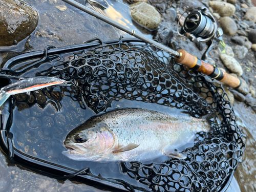ニジマスの釣果