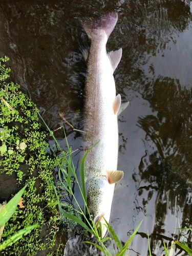 イトウの釣果