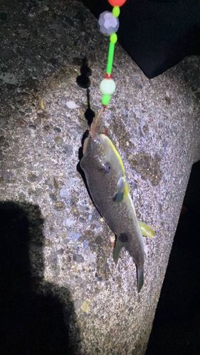 シマゾイの釣果