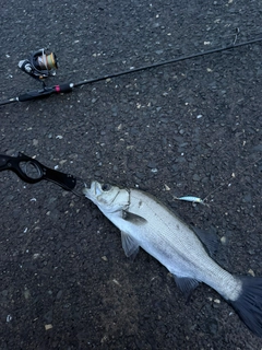 セイゴ（ヒラスズキ）の釣果