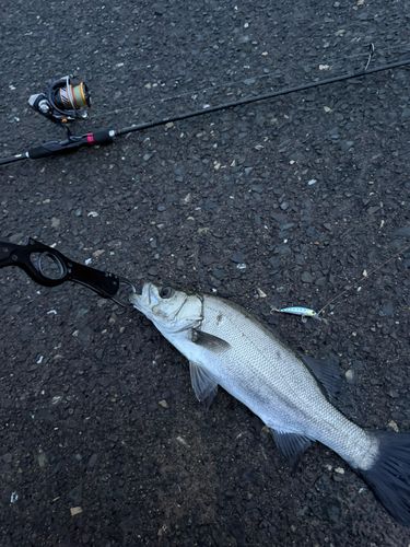 セイゴ（ヒラスズキ）の釣果