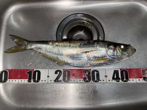 ターポンの釣果