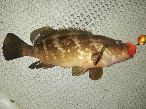 アコウの釣果
