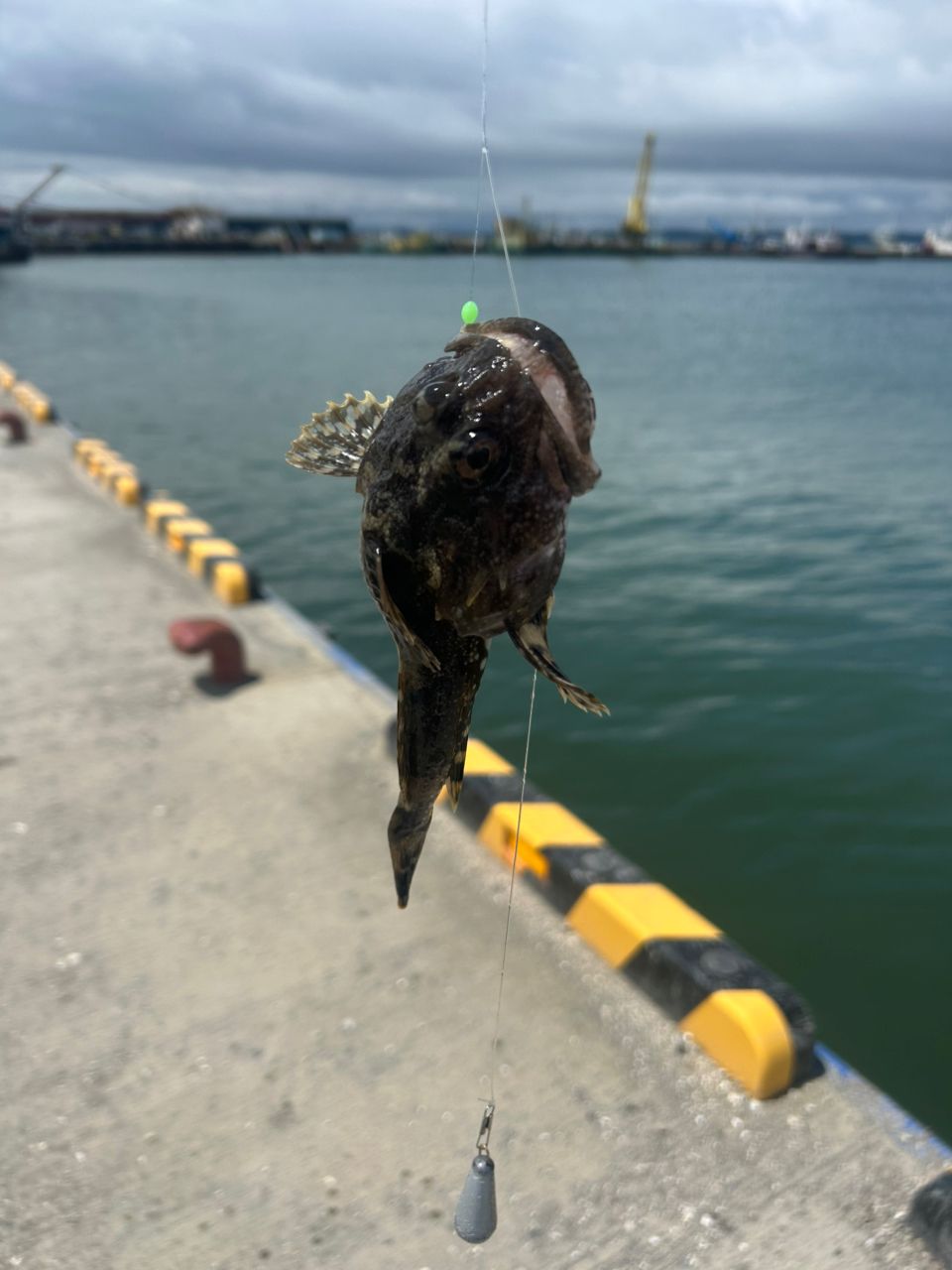 カジカ