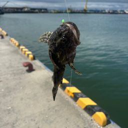 カジカ