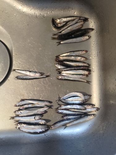 カタクチイワシの釣果