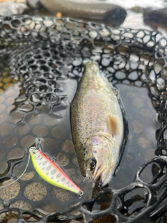 ニジマスの釣果