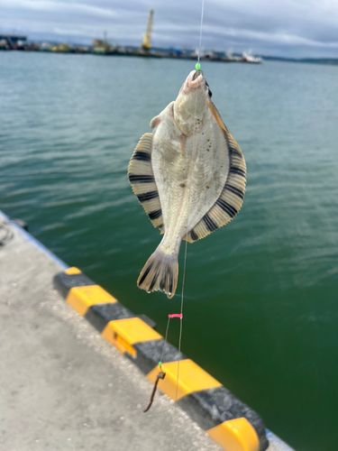 トウガレイの釣果