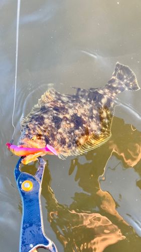 ソゲの釣果