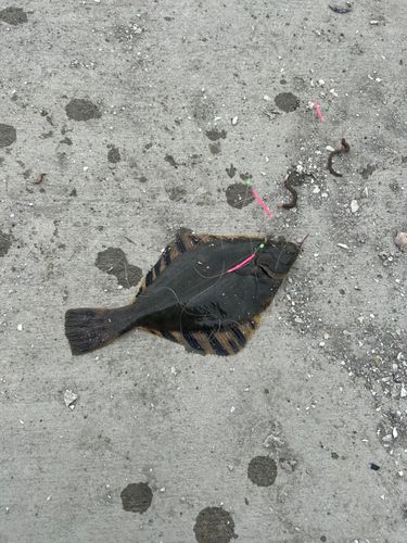 トウガレイの釣果