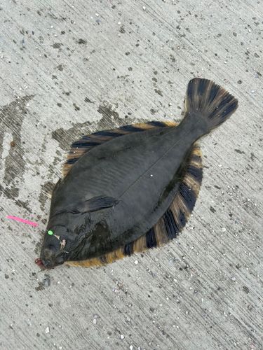 トウガレイの釣果