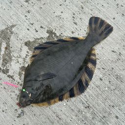 トウガレイ
