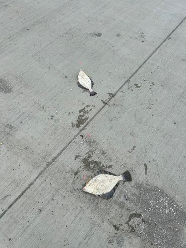 トウガレイの釣果
