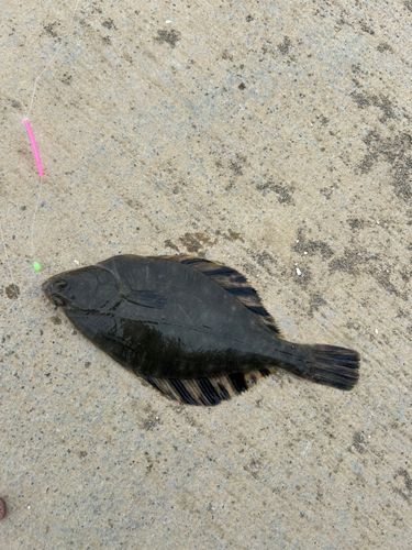 トウガレイの釣果