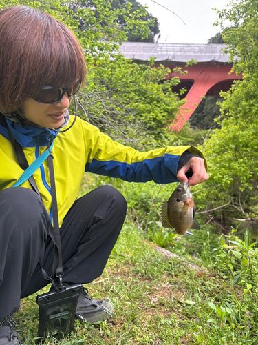 ブルーギルの釣果