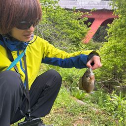 ブルーギル