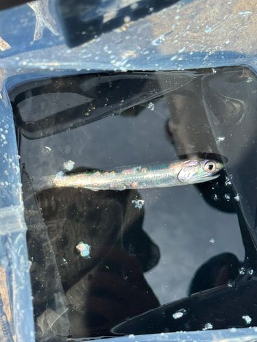 カタクチイワシの釣果