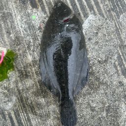 カレイ
