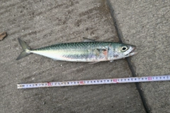 サバの釣果