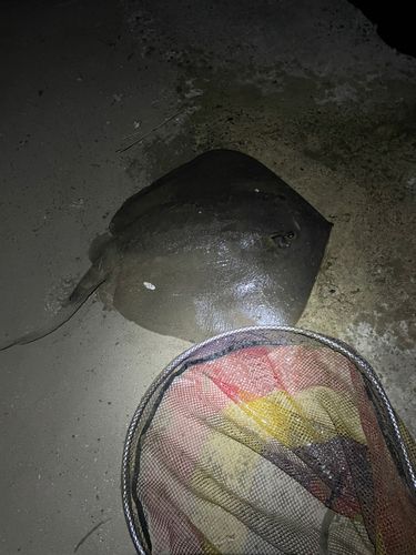 アカエイの釣果