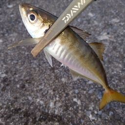 アジ