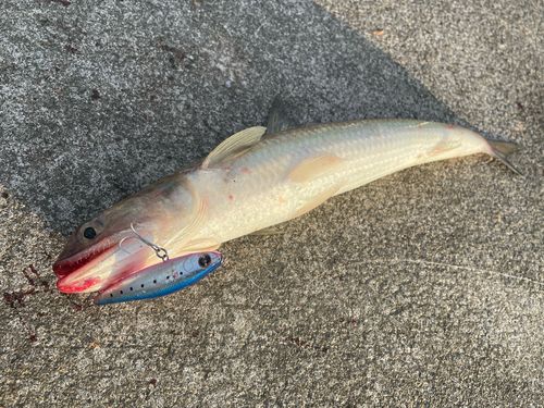 エソの釣果