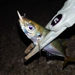 アジ