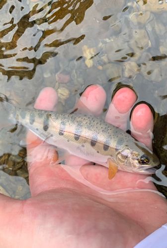 ヤマメの釣果