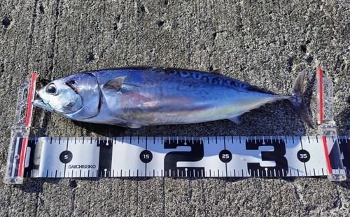 ソウダガツオの釣果