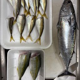 ソウダガツオ