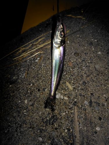 キスの釣果