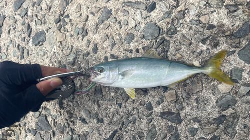 ブリの釣果