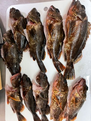 ガシラの釣果