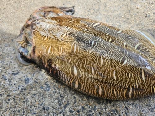 釣果