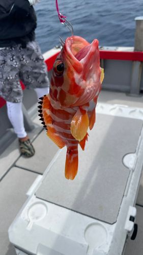 アカハタの釣果