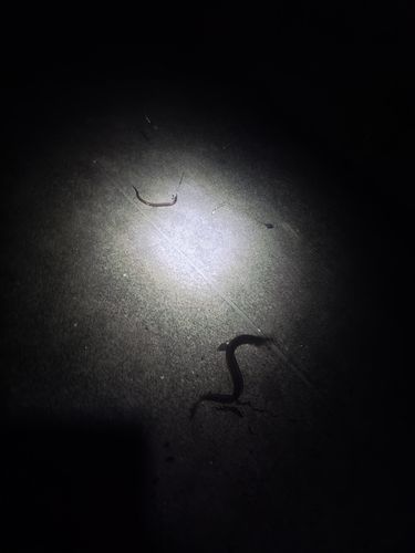 マアナゴの釣果