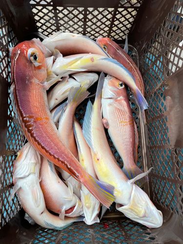 アカアマダイの釣果