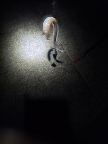 マアナゴの釣果