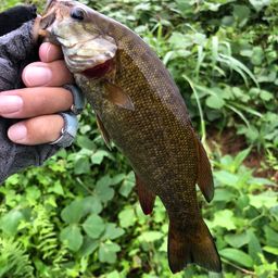 スモールマウスバス