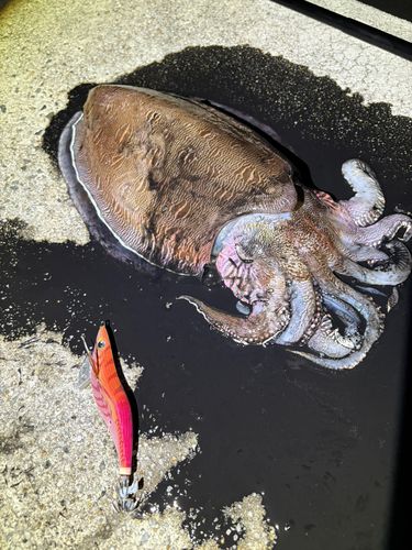 モンゴウイカの釣果