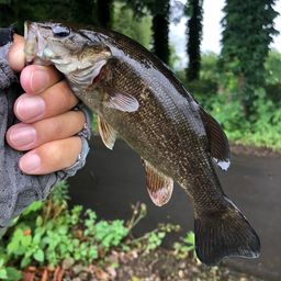 スモールマウスバス