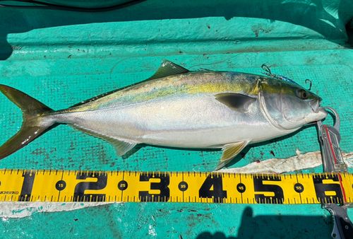 ワラサの釣果