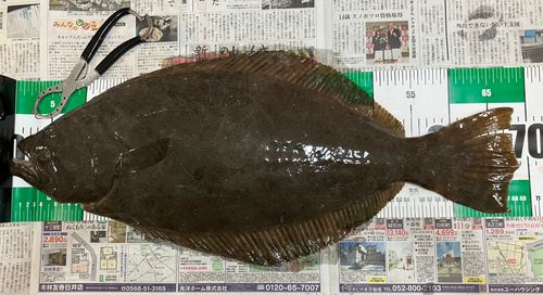 ヒラメの釣果