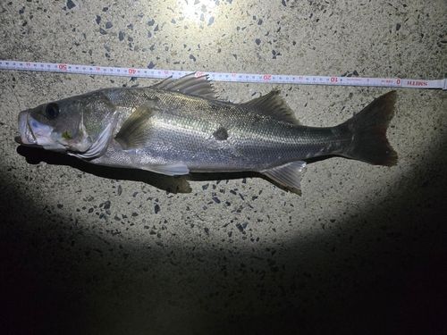 マルスズキの釣果