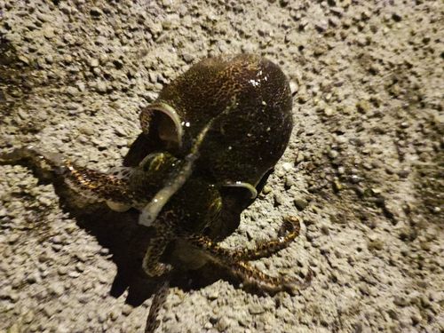 コウイカの釣果