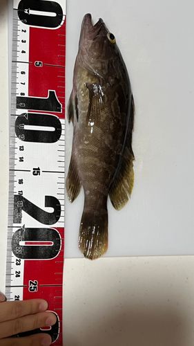 クエの釣果