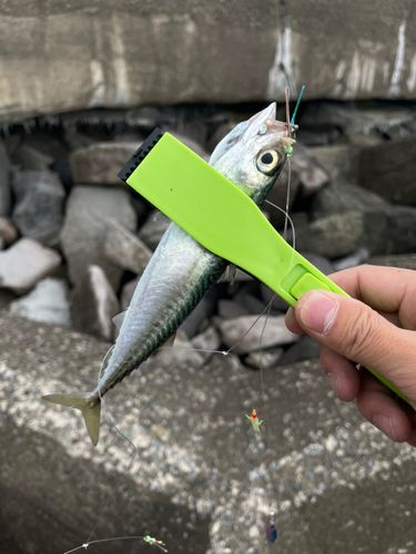 ゴマサバの釣果