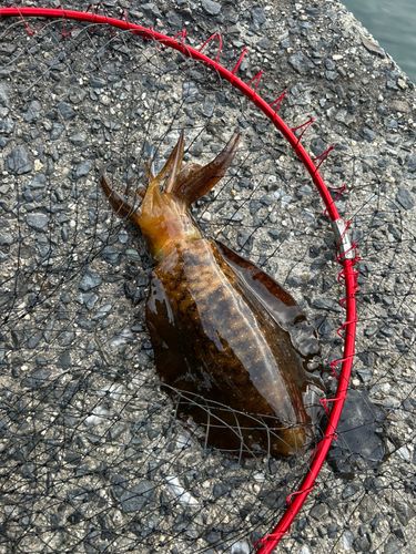 アオリイカの釣果